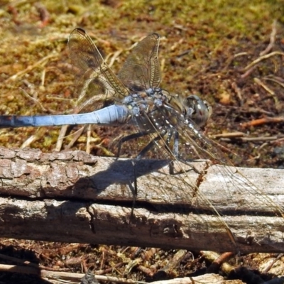 Orthetrum caledonicum (Blue Skimmer) at Acton, ACT - 17 Jan 2018 by RodDeb