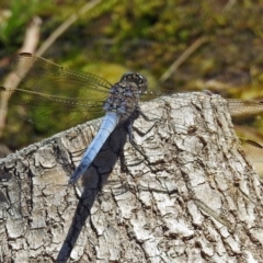 Orthetrum caledonicum at Acton, ACT - 17 Jan 2018 12:23 PM