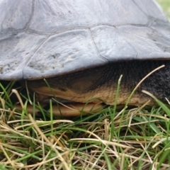 Chelodina longicollis (Eastern Long-necked Turtle) at Sullivans Creek, Acton - 26 Oct 2017 by TimYiu