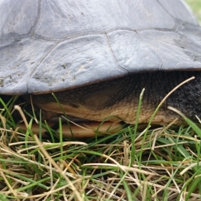 Chelodina longicollis (Eastern Long-necked Turtle) at Sullivans Creek, Acton - 26 Oct 2017 by TimYiu