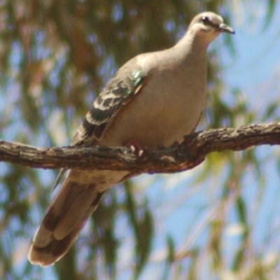 Phaps chalcoptera (Common Bronzewing) at Majura, ACT - 22 Dec 2012 by KMcCue