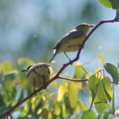 Gerygone olivacea (White-throated Gerygone) at Majura, ACT - 22 Dec 2012 by KMcCue