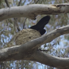 Corcorax melanorhamphos (White-winged Chough) at Belconnen, ACT - 7 Nov 2009 by KMcCue