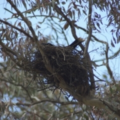 Strepera graculina (Pied Currawong) at Aranda Bushland - 7 Nov 2009 by KMcCue