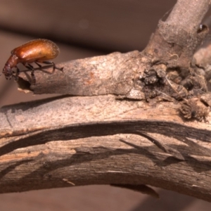 Ecnolagria grandis at Aranda, ACT - 28 Jan 2012