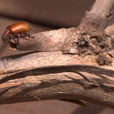 Ecnolagria grandis (Honeybrown beetle) at Aranda, ACT - 28 Jan 2012 by KMcCue