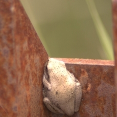 Litoria peronii (Peron's Tree Frog, Emerald Spotted Tree Frog) at Paddys River, ACT - 14 Jan 2012 by KMcCue