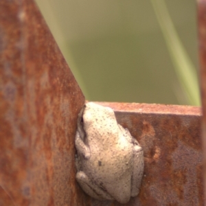 Litoria peronii at Paddys River, ACT - 14 Jan 2012 01:16 PM