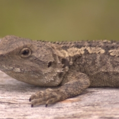 Amphibolurus muricatus (Jacky Lizard) at Tidbinbilla Nature Reserve - 14 Jan 2012 by KMcCue