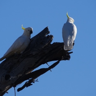 Cacatua galerita (Sulphur-crested Cockatoo) at Symonston, ACT - 18 Jan 2018 by Mike