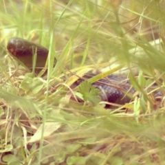 Pseudechis porphyriacus (Red-bellied Black Snake) at Paddys River, ACT - 14 Jan 2012 by KMcCue