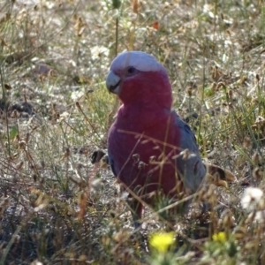 Eolophus roseicapilla at Symonston, ACT - 19 Jan 2018