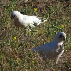 Cacatua sanguinea at Symonston, ACT - 19 Jan 2018 08:07 AM