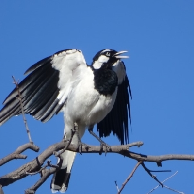 Grallina cyanoleuca (Magpie-lark) at Symonston, ACT - 18 Jan 2018 by Mike