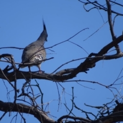 Ocyphaps lophotes (Crested Pigeon) at Jerrabomberra, ACT - 18 Jan 2018 by Mike