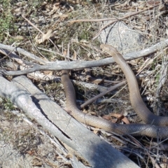 Pseudonaja textilis (Eastern Brown Snake) at Booth, ACT - 22 Oct 2011 by KMcCue