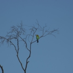 Merops ornatus (Rainbow Bee-eater) at Molonglo River Reserve - 9 Nov 2010 by KMcCue