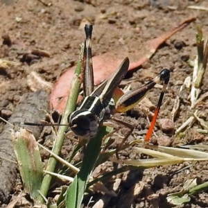 Macrotona australis at Acton, ACT - 17 Jan 2018