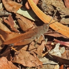 Goniaea opomaloides (Mimetic Gumleaf Grasshopper) at Canberra Central, ACT - 16 Jan 2018 by RodDeb