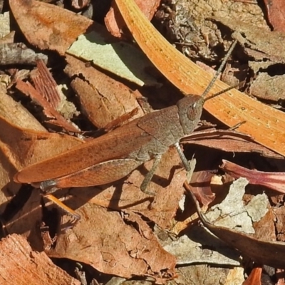 Goniaea opomaloides (Mimetic Gumleaf Grasshopper) at Point 4997 - 16 Jan 2018 by RodDeb