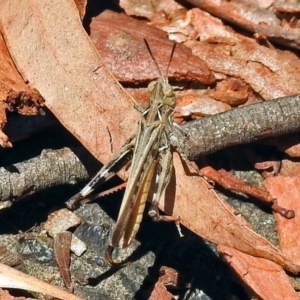 Austroicetes pusilla at Acton, ACT - 17 Jan 2018 11:23 AM