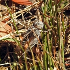 Oedaleus australis at Acton, ACT - 17 Jan 2018 11:34 AM