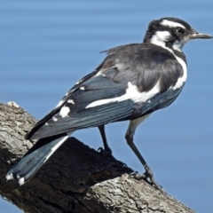 Grallina cyanoleuca (Magpie-lark) at Jerrabomberra Wetlands - 18 Jan 2018 by RodDeb