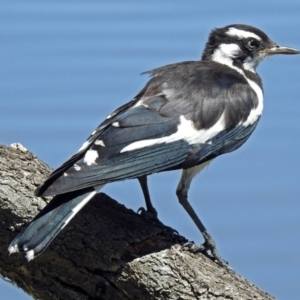 Grallina cyanoleuca at Fyshwick, ACT - 18 Jan 2018