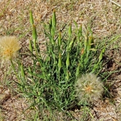 Tragopogon dubius at Fyshwick, ACT - 18 Jan 2018