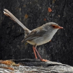 Malurus cyaneus at Point 4997 - 17 Jan 2018 10:21 AM