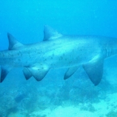 Carcharias taurus (Grey Nurse Shark) at Merimbula, NSW - 12 Oct 2017 by rickcarey