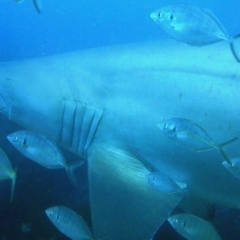 Carcharias taurus (Grey Nurse Shark) at Tathra, NSW - 11 Oct 2017 by rickcarey