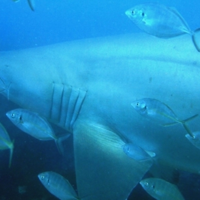 Carcharias taurus (Grey Nurse Shark) at Tathra, NSW - 11 Oct 2017 by rickcarey