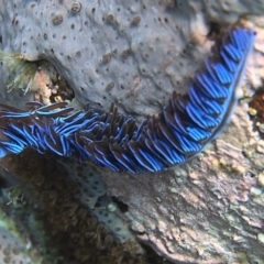 Pteraeolidia ianthina (Blue Dragon) at Merimbula, NSW - 11 Oct 2017 by rickcarey