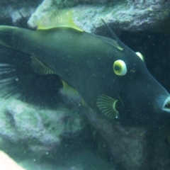 Eubalichthys bucephalus (Black Reef Leatherjacket) at Merimbula, NSW - 12 Oct 2017 by rickcarey