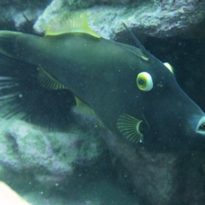 Eubalichthys bucephalus (Black Reef Leatherjacket) at Merimbula, NSW - 12 Oct 2017 by rickcarey
