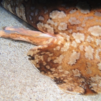 Orectolobus halei (Gulf Wobbegong) at Merimbula, NSW - 22 Nov 2017 by rickcarey