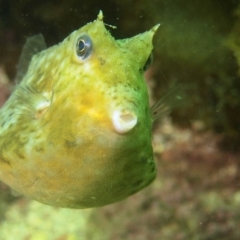 Lactoria cornuta (Longhorn Cowfish) at Merimbula, NSW - 21 Nov 2017 by rickcarey