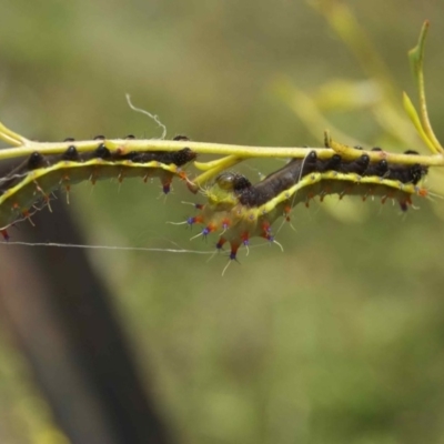 Opodiphthera eucalypti (Emperor Gum Moth) at Rendezvous Creek, ACT - 12 Feb 2011 by KMcCue