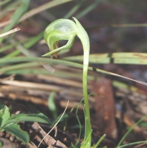 Pterostylis nutans at Canberra Central, ACT - 18 Aug 2007