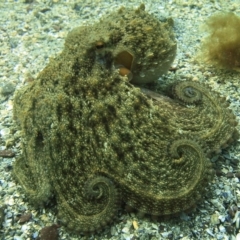 Octopus maorum (Maori Octopus) at Merimbula, NSW - 15 Oct 2017 by rickcarey