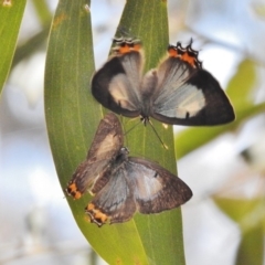 Jalmenus evagoras (Imperial Hairstreak) at Paddys River, ACT - 19 Jan 2018 by JohnBundock