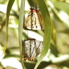 Jalmenus evagoras at Paddys River, ACT - 19 Jan 2018