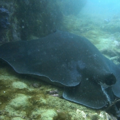 Bathytoshia brevicaudata (Smooth Stingray) at Merimbula, NSW - 15 Oct 2017 by rickcarey