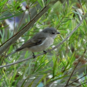 Pachycephala pectoralis at Aranda, ACT - 18 May 2014