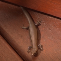 Lampropholis delicata (Delicate Skink) at Aranda, ACT - 24 Dec 2011 by KMcCue