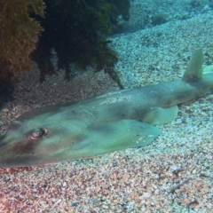 Unidentified Shark / Ray at Merimbula, NSW - 13 Sep 2017 by rickcarey