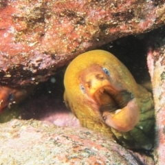 Gymnothorax prasinus (Yellow Moray, Green Moray) at Merimbula, NSW - 13 May 2017 by rickcarey