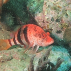 Hypoplectrodes nigroruber (Banded Seaperch) at Merimbula, NSW - 21 Jan 2017 by rickcarey