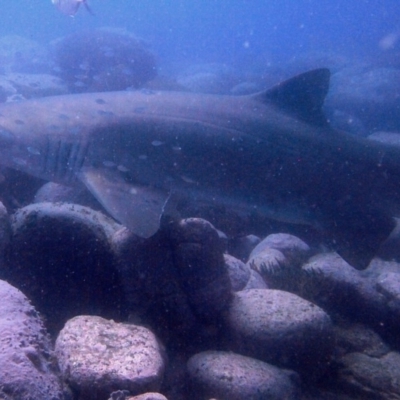 Unidentified Shark / Ray at Merimbula, NSW - 1 Dec 2016 by rickcarey